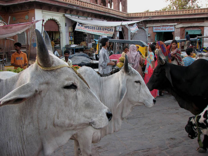 02_Jodhpur 174